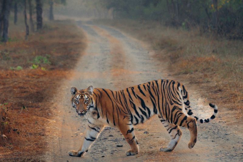 images/trending/Uttarakhand  Package 7 Nights 8 Days.jpg